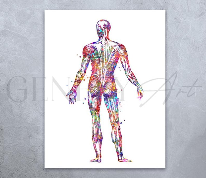Human Muscular System Watercolor Art Print: Anatomy Poster - Etsy