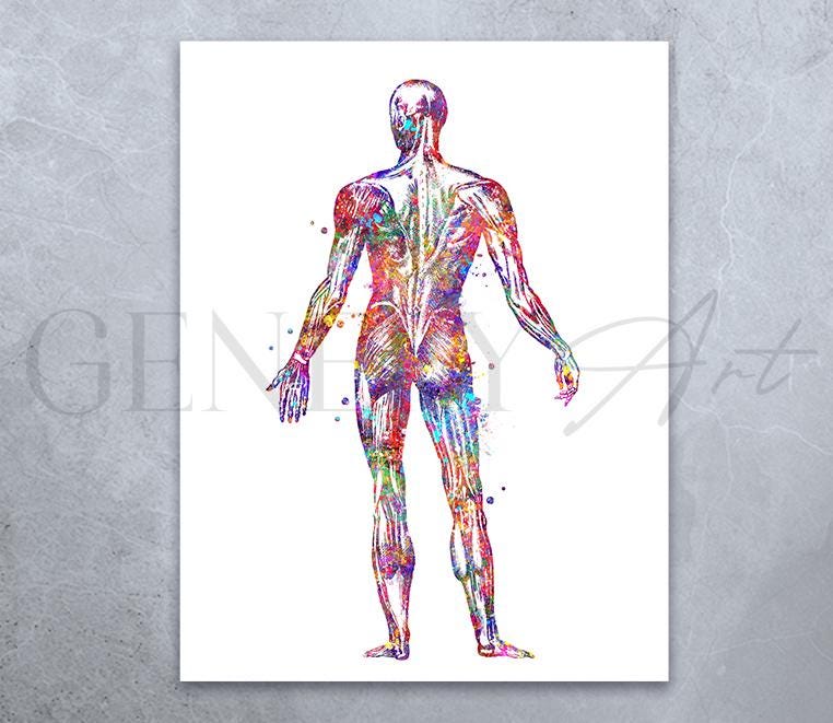 Human Muscular System Watercolor Art Print: Anatomy Poster - Etsy