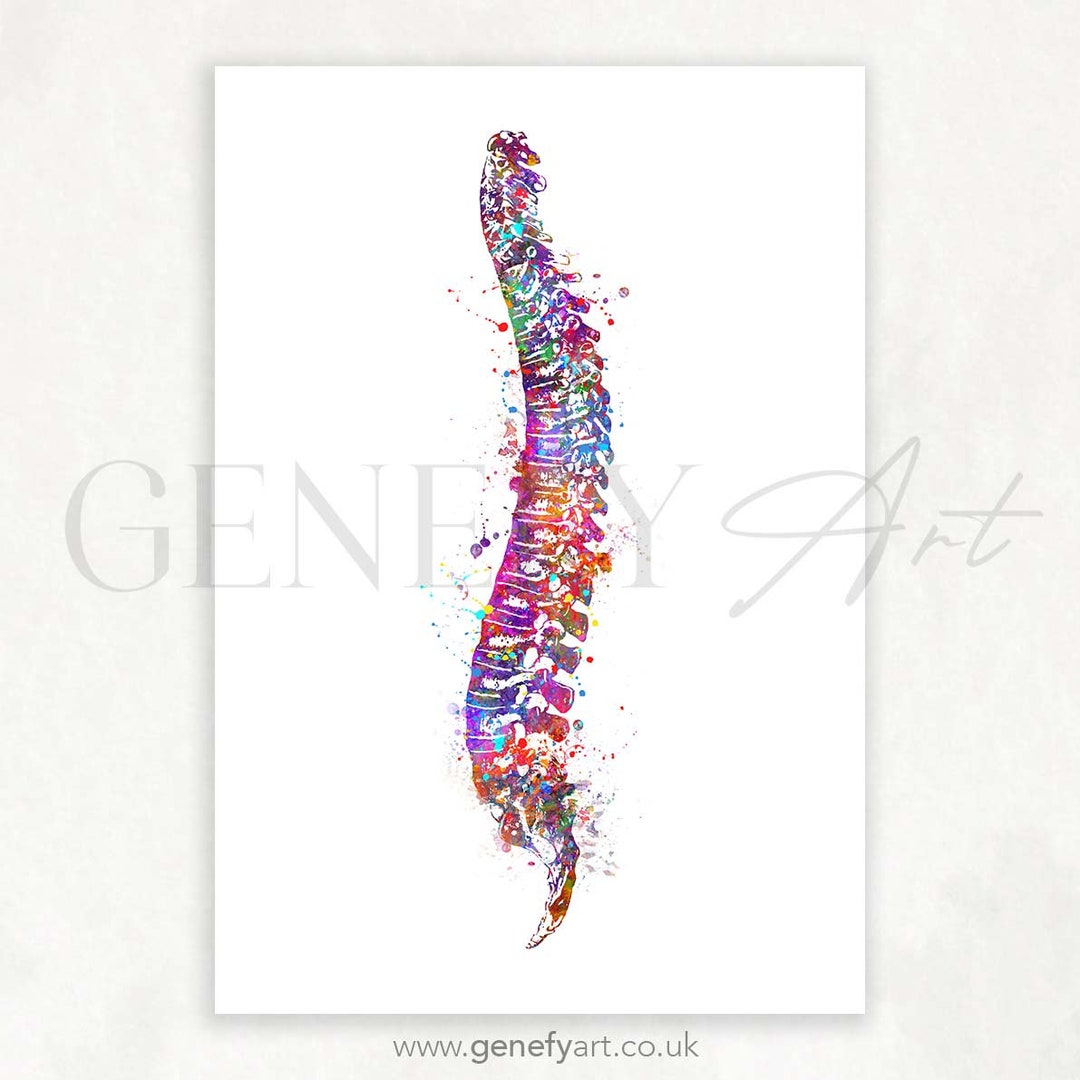 Spinal Cord Watercolor Art Print Coccyx Vertebrae Watercolor Art Poster ...