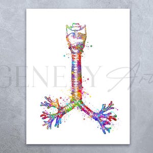 Può includere: Un'illustrazione ad acquerello colorata della trachea e dei bronchi umani. L'illustrazione è dettagliata e mostra la ramificazione dei bronchi nei polmoni.
