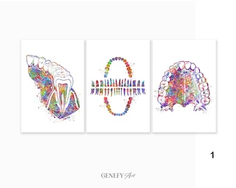 Dental Office Decor - Set of 3 Prints - Dentistry Art Prints - Teeth Poster - Teeth Diagram - Dental Clinic Decor Ideas AS88