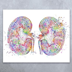 Kidneys Anatomy Watercolour Print - Nephrology Poster - Nephrology Prints - Urinary Tract Anatomy - Gift for Nephrologist  AS94