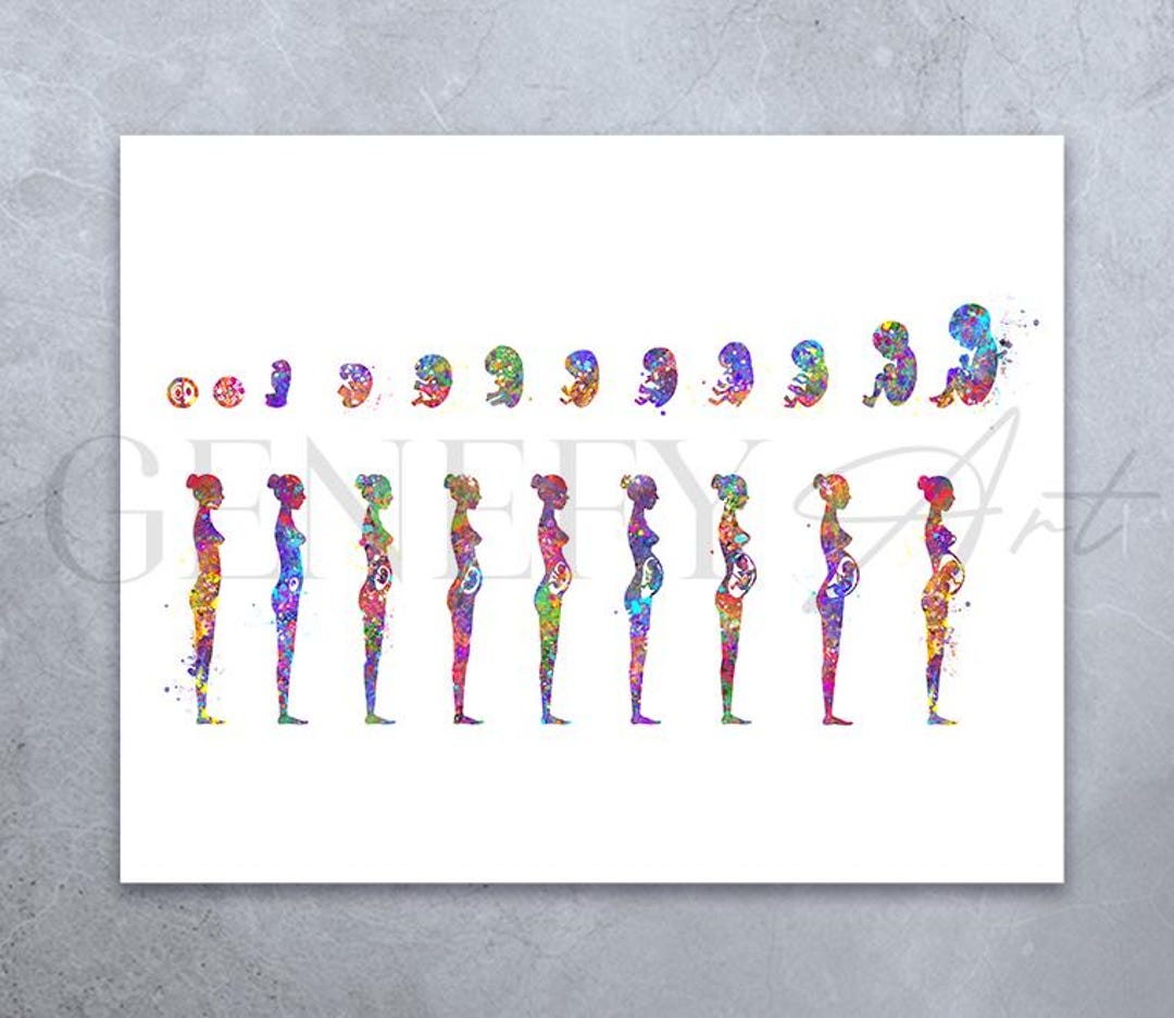 Pregnancy Stages Watercolor Art Print: Fetal Development Poster - Etsy