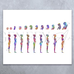 Schwangerschaft Stadien Aquarell Kunstdruck - Fetale Entwicklung Poster - Fötus Gestationsalter Druck - Gynäkologie Kunst - Fötus Wandkunst AS60