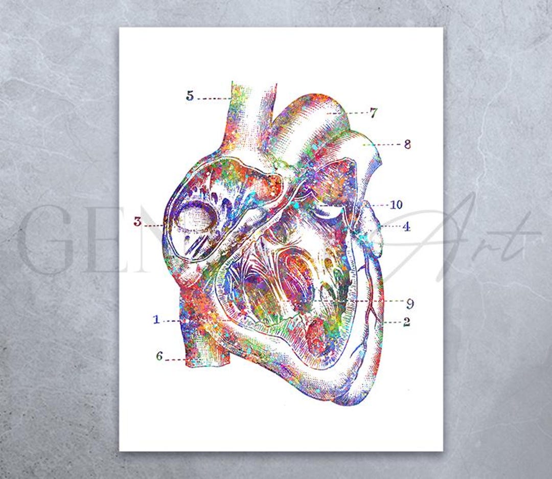 Heart Anatomy Watercolour Art Print - Cardiology Art - Etsy