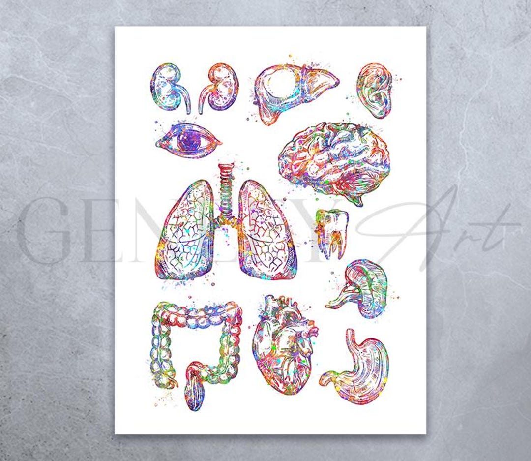 Watercolor Human Organs Art Print: Medical Anatomy Poster - Etsy