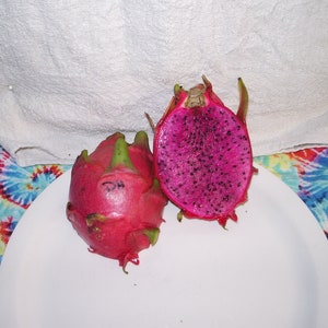 Purple Haze Rooted  Dragon Fruit Plant, up to 17 inches tall