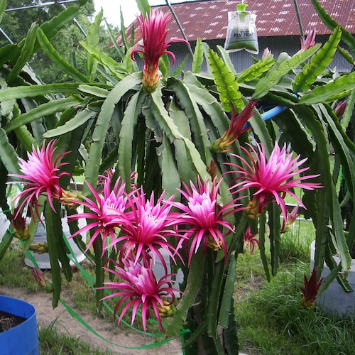 Connie Mayer Rooted Dragon Fruit  Plant or Unrooted Cutting Up To 17 Inches Tall
