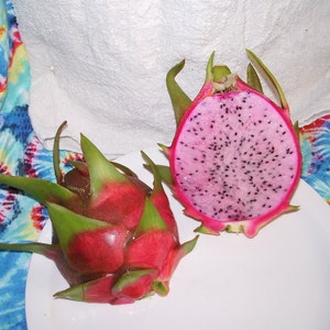 Townsend Pink Rooted Dragon Fruit Plant between 18 to 22 inches tall