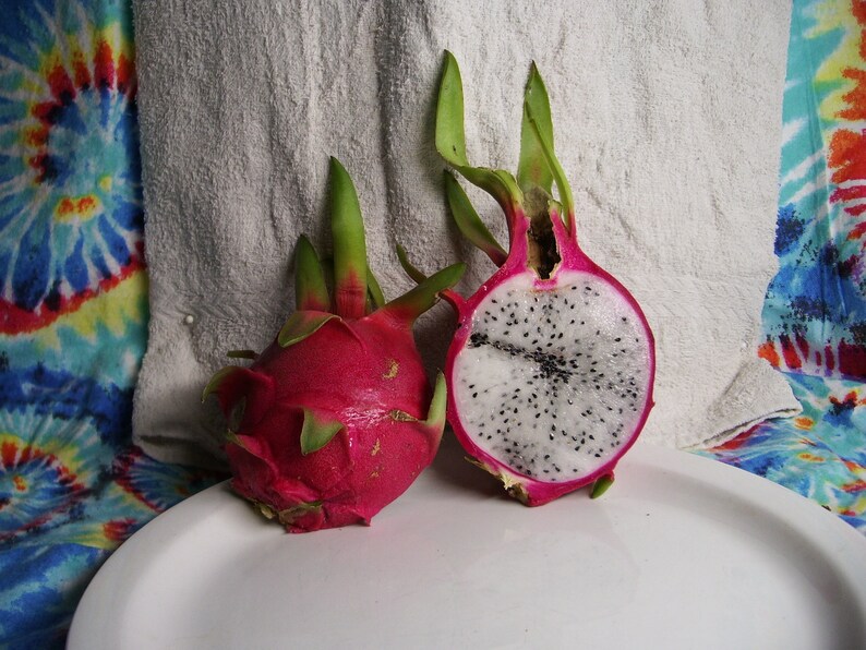 Vietnamese Giant Nashville-Davidson Mall Dragon Fruit Plant Rooted between Max 56% OFF cutting 25