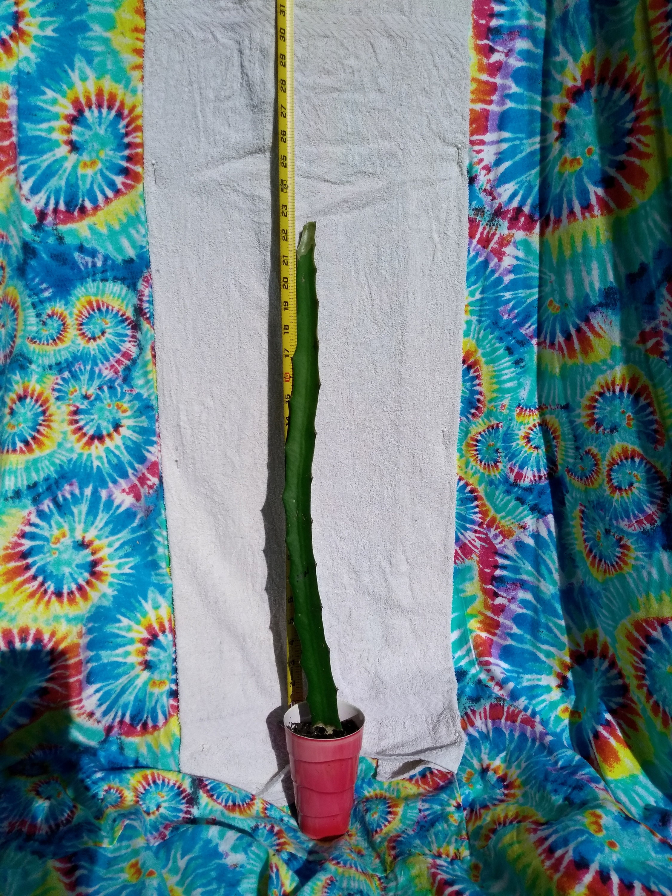 Hana Dragon Fruit Plant or Cutting between 18 to 22 inches tall