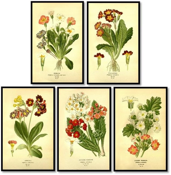 Primrose Flowers Plants Antique Botanical Illustration
