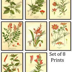 Może przedstawiać: Zestaw ośmiu vintage botanicznych grafik z ilustracjami różnych kwiatów z czerwonymi kwiatami. Grafiki mają kremowy kolor tła i są oprawione w czerni.