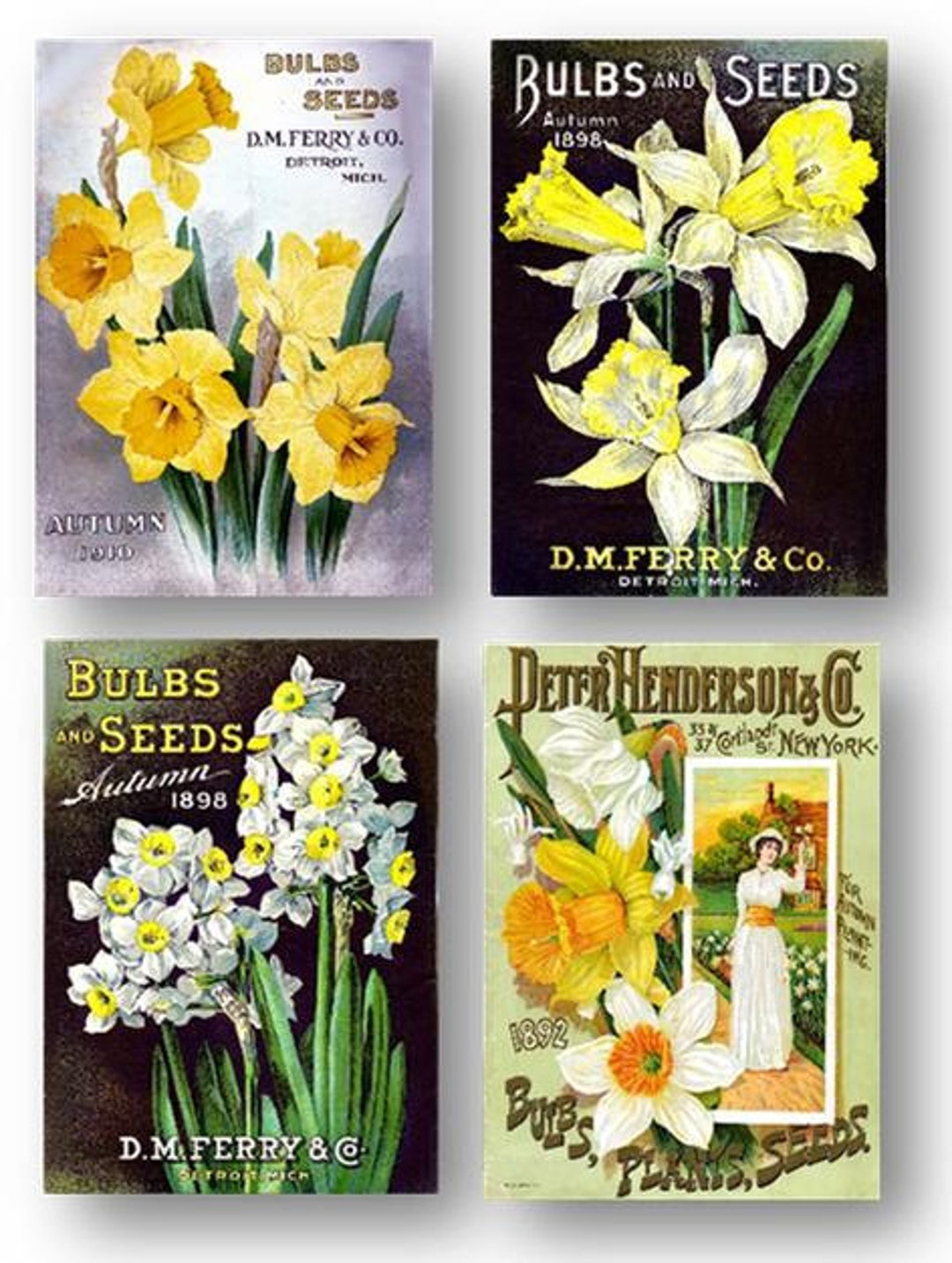 Vintage Seed Catalogue Covers Ferry Bulbs Set of 4 Art Prints Etsy