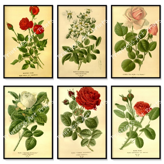Red Pink White Rose Plants Antique Botanical Roses - Etsy
