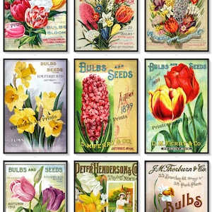 Lily Bulbs Vintage Seed Catalogue Covers Set of 9 Art Prints Daffodils Tulips Bulb Flowers