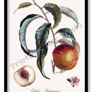 Peach Fruit, From Plus Beaux Fruits c 1846, Botanical Illustration Plates Set of 9 Art Prints image 5