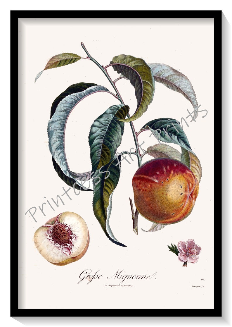 Peach Fruit, From Plus Beaux Fruits c 1846, Botanical Illustration Plates Set of 9 Art Prints image 5