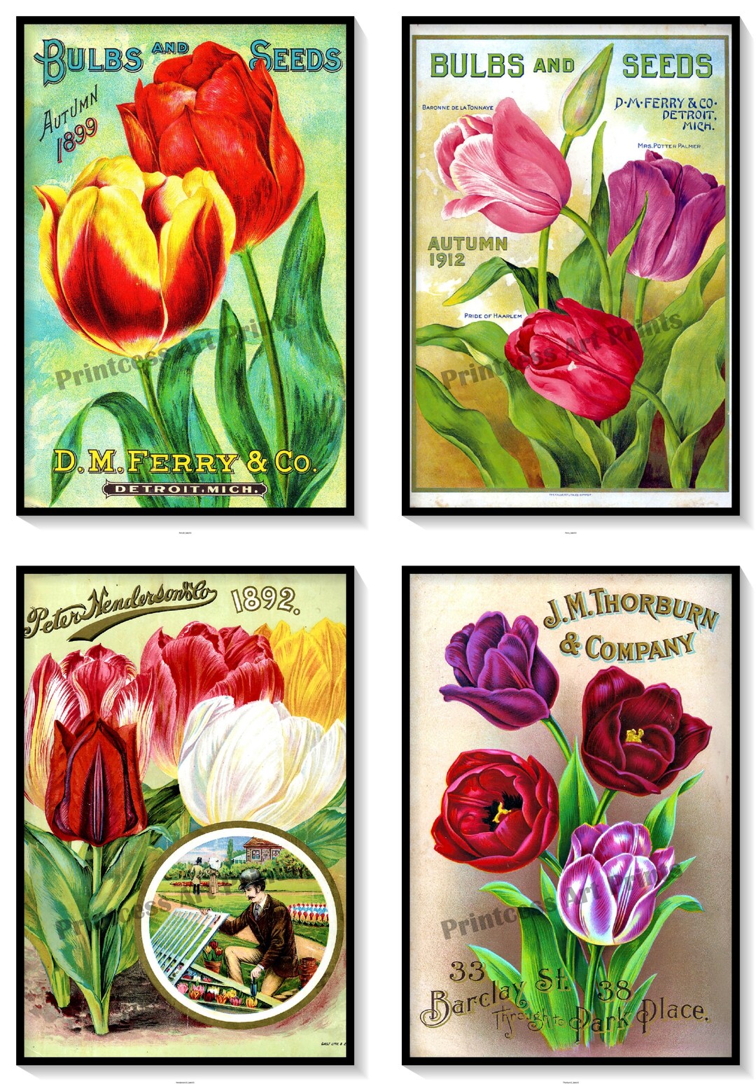 Vintage Seed Catalogue Covers Tulip Bulbs Set of 4 Art Prints Pink