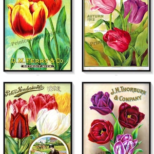 Vintage Seed Catalogue Covers Tulip Bulbs Set of 4 Art Prints Pink Purple Red Yellow Tulips