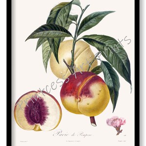 Peach Fruit, From Plus Beaux Fruits c 1846, Botanical Illustration Plates Set of 9 Art Prints image 9