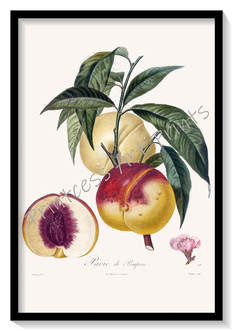 Peach Fruit, From Plus Beaux Fruits c 1846, Botanical Illustration Plates Set of 9 Art Prints image 9