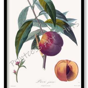 Peach Fruit, From Plus Beaux Fruits c 1846, Botanical Illustration Plates Set of 9 Art Prints image 10