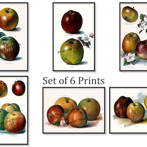 Vintage Apple Fruit Prints, From Plus Beaux Fruits 1846, Illustration Plates Set of 6 Art Prints