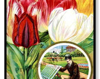 Vintage Seed Catalogue Covers Tulip Bulbs Set of 4 Art