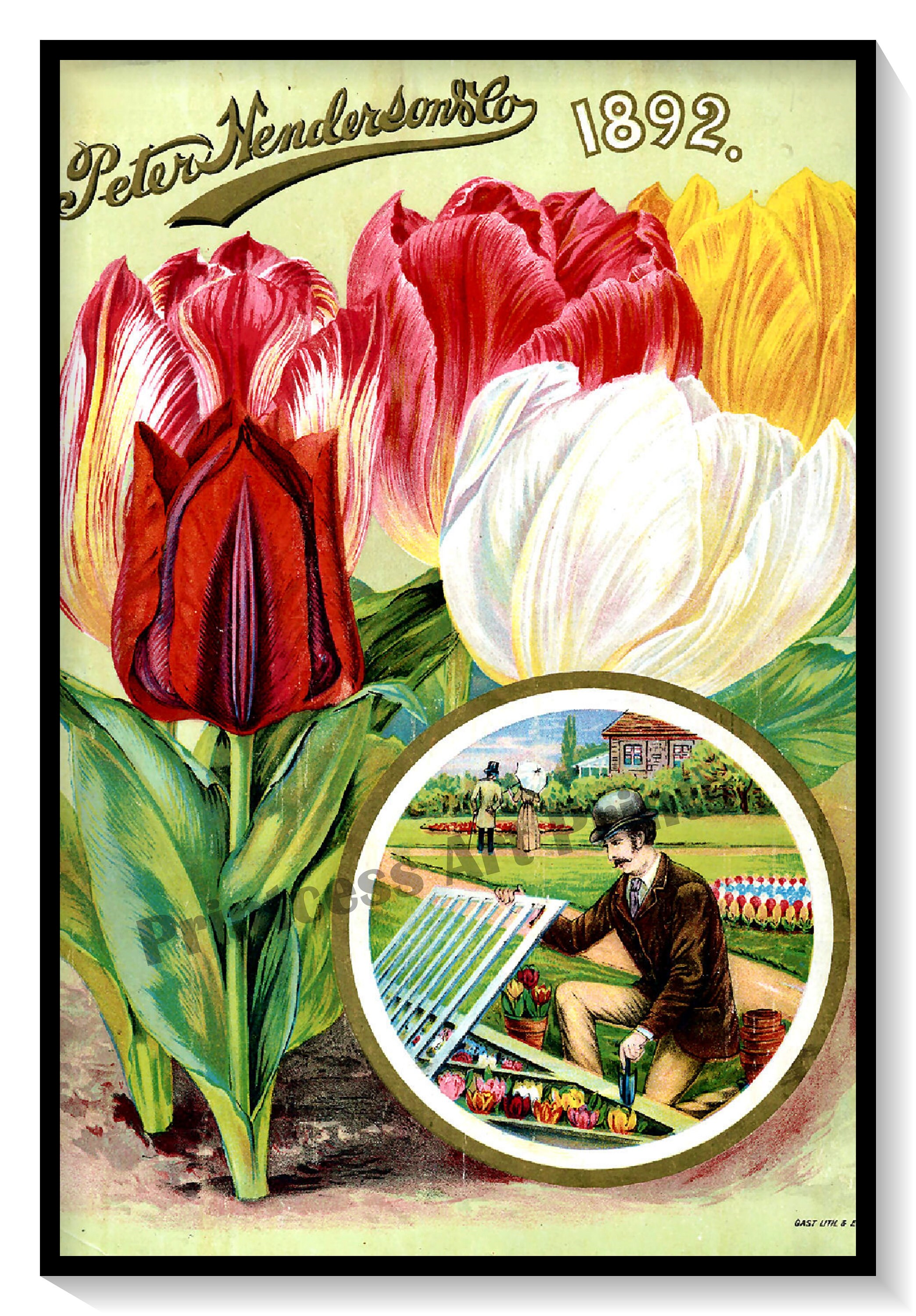 TULIPページ Vintage Seed Catalogue Covers Tulip Bulbs Set of 4 Art