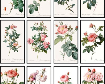 Pink Rose Botanical Prints, Redoute Style, Set of 12