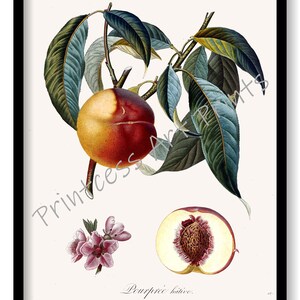 Peach Fruit, From Plus Beaux Fruits c 1846, Botanical Illustration Plates Set of 9 Art Prints image 7