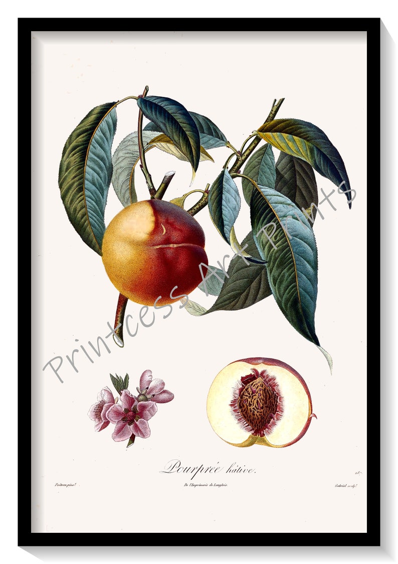 Peach Fruit, From Plus Beaux Fruits c 1846, Botanical Illustration Plates Set of 9 Art Prints image 7