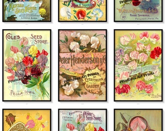 Set of 9 Sweet Peas Vintage Flower Seed Catalogue Covers Art Prints