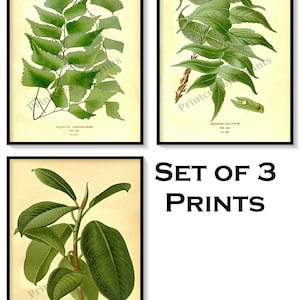 Vintage Green Leaves Rubber Plant Antique Botanical Illustration Plates Set of 3 Art Prints