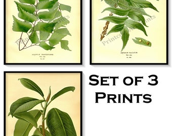 Vintage Green Leaves Rubber Plant Antique Botanical Illustration Plates Set of 3 Art Prints