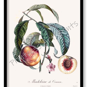 Peach Fruit, From Plus Beaux Fruits c 1846, Botanical Illustration Plates Set of 9 Art Prints image 4