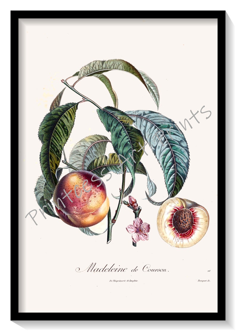 Peach Fruit, From Plus Beaux Fruits c 1846, Botanical Illustration Plates Set of 9 Art Prints image 4