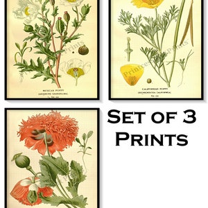 Poppy Flower Antique Botanical Illustration Plates Set of 3 Art Prints Pale Yellow Background