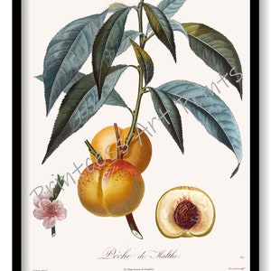 Peach Fruit, From Plus Beaux Fruits c 1846, Botanical Illustration Plates Set of 9 Art Prints image 2