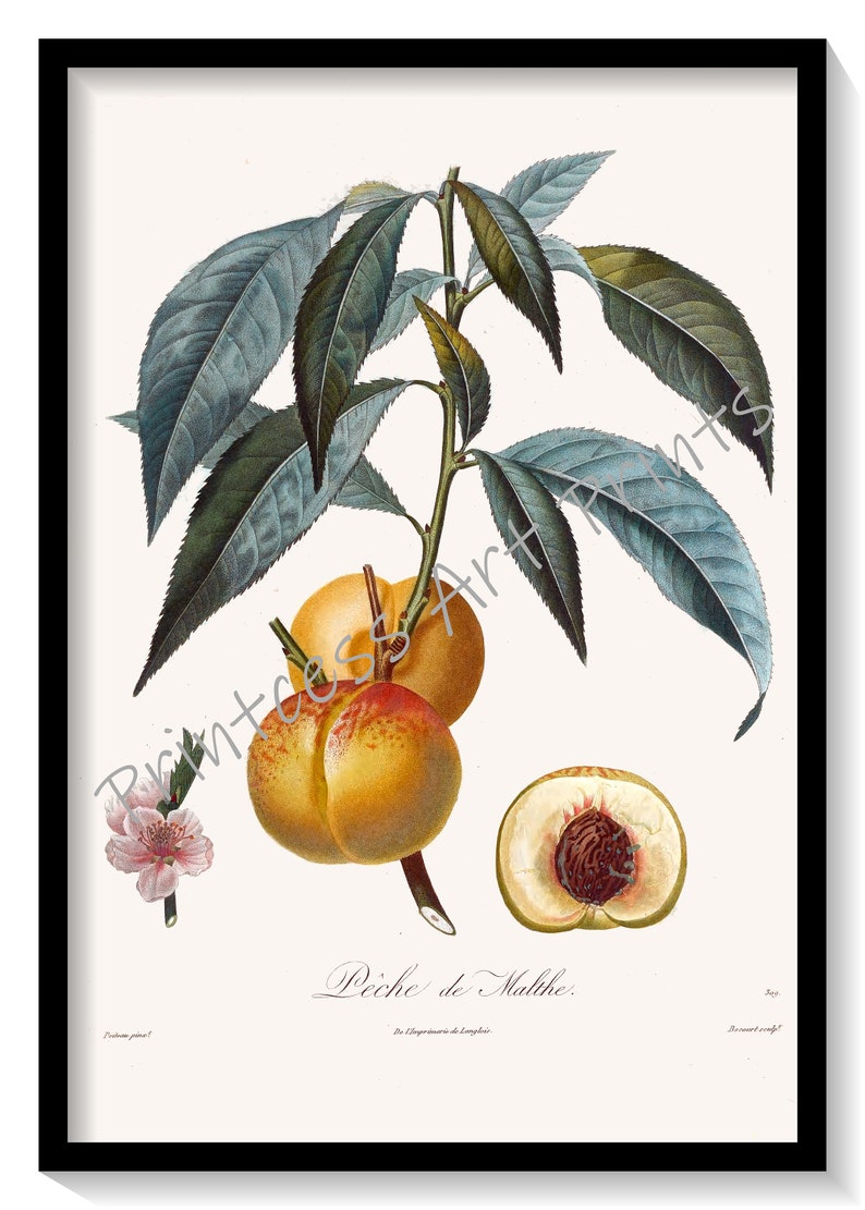 Peach Fruit, From Plus Beaux Fruits c 1846, Botanical Illustration Plates Set of 9 Art Prints image 2