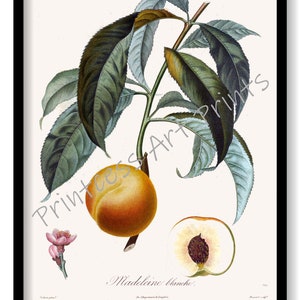 Peach Fruit, From Plus Beaux Fruits c 1846, Botanical Illustration Plates Set of 9 Art Prints image 3