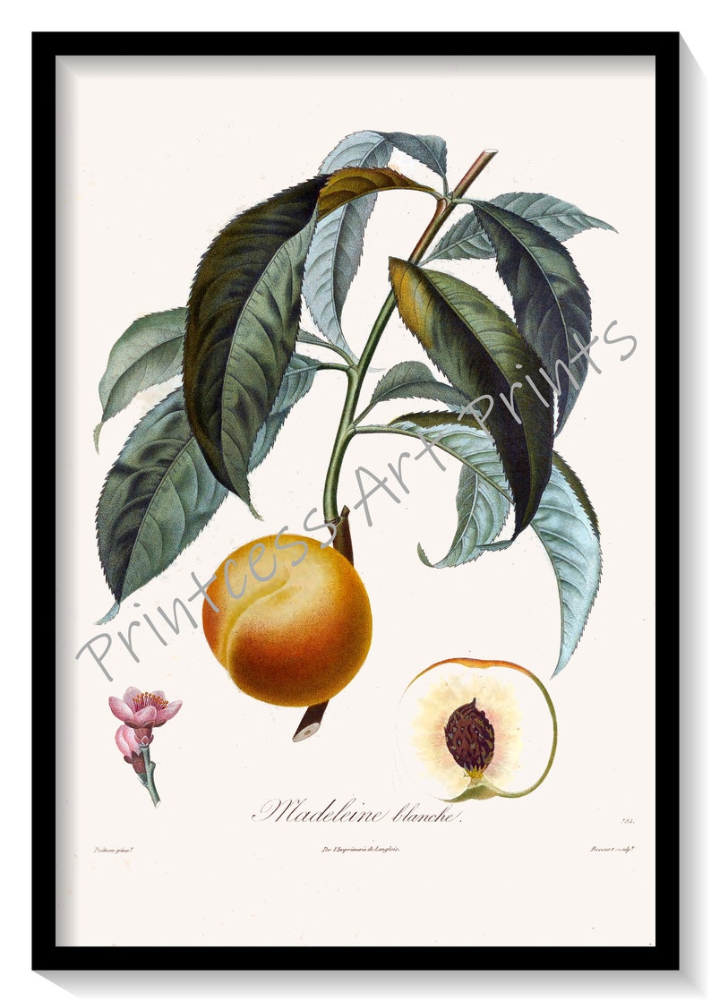 Peach Fruit, From Plus Beaux Fruits c 1846, Botanical Illustration Plates Set of 9 Art Prints image 3