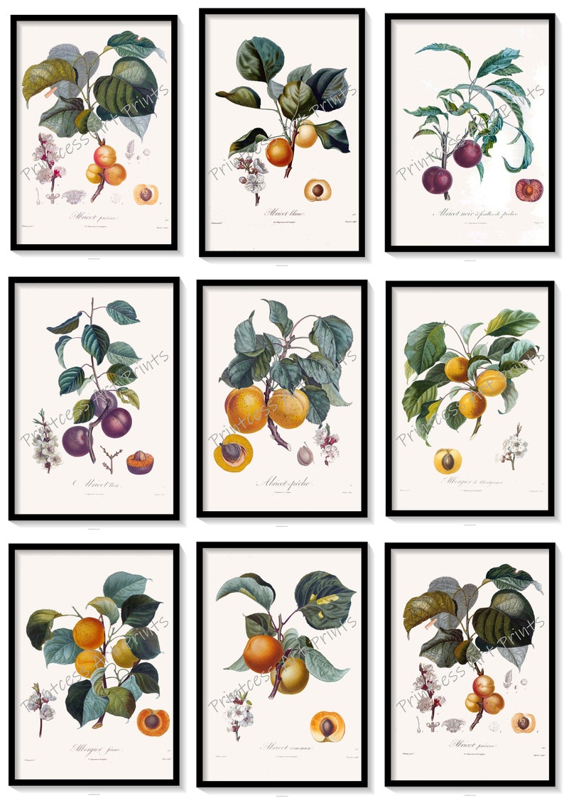 Peach Fruit, From Plus Beaux Fruits c 1846, Botanical Illustration Plates Set of 9 Art Prints image 1