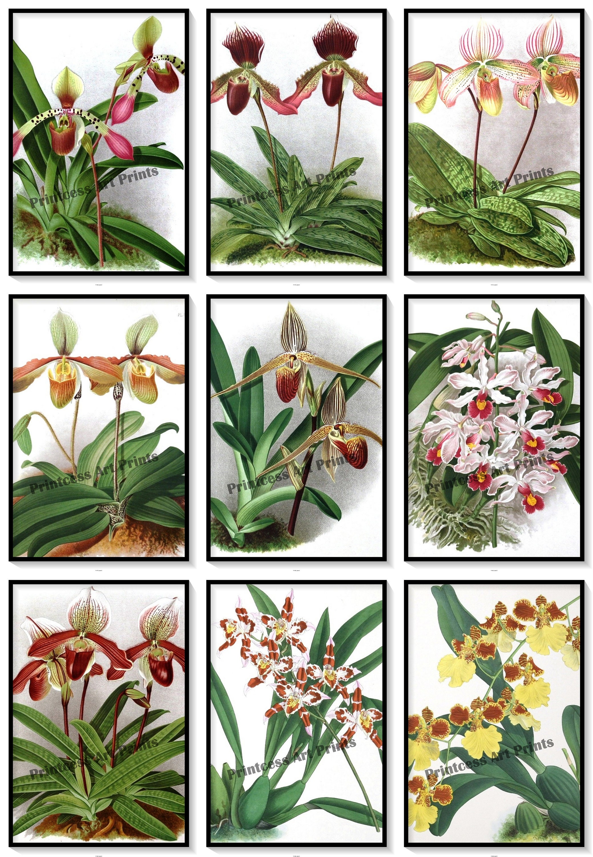 Set of 9 Orchid Flowers Vintage Botanical Illustration Plates Art Prints