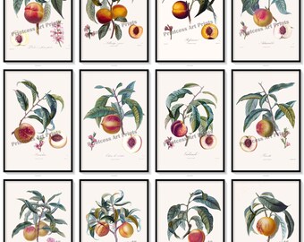 Pfirsich Drucke, Set mit 12 Vintage Kunst Illustrationen