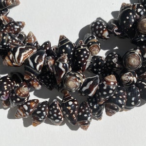 Pyrene Whole Shell Beads. 15" strands of dotted Pyrene shells. Hand-made in the Philippines.
