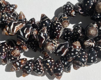 Natural Cowrie Seashell Beads Cut Back Money Shell Loose Bead 18~20mm –  Madeinindia Beads