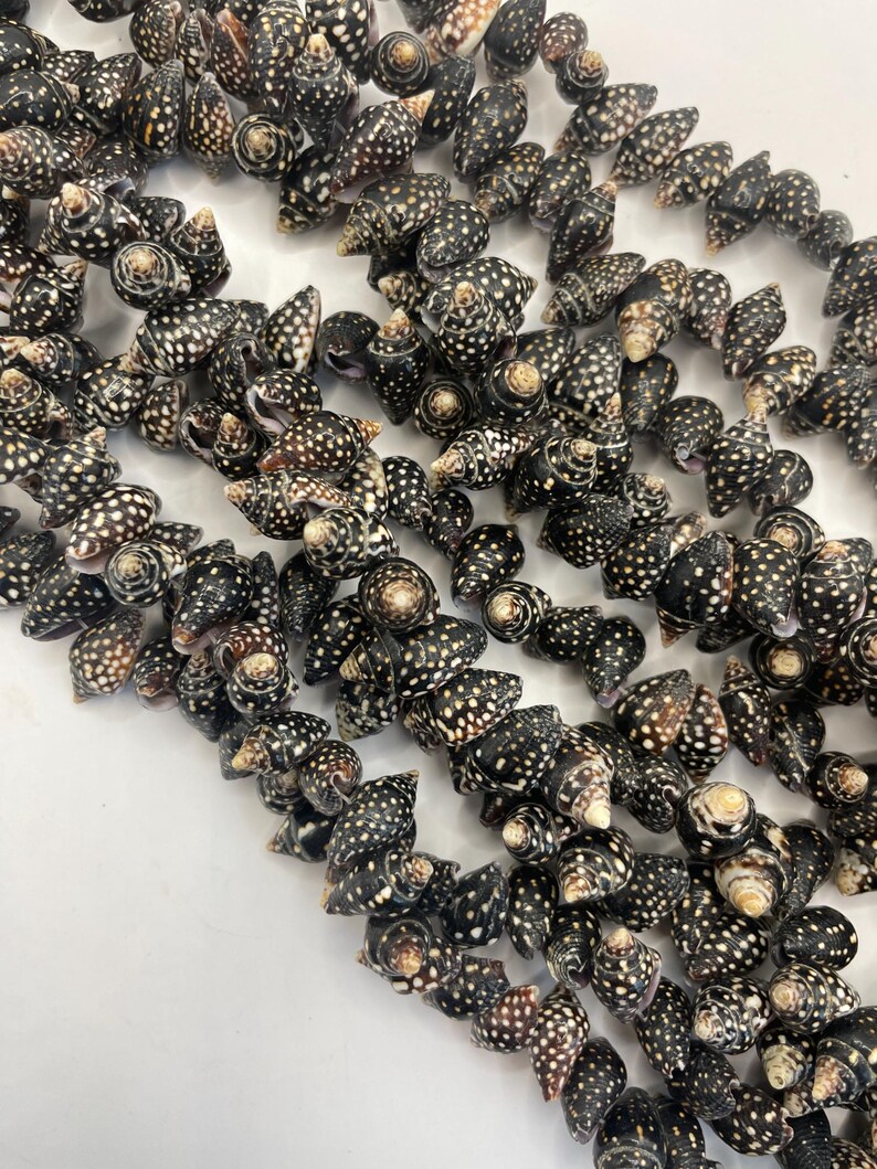 Pyrene Shell Pyrene Whole Shell Beads. 15