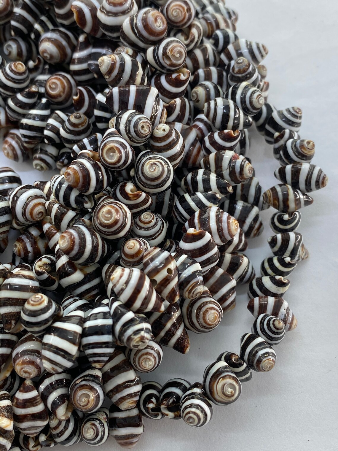 Pyrene Shell Striped Pyrene Whole Shell Beads. 15